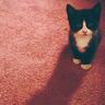 猩球崛起